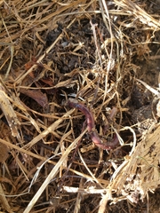Lumbricus terrestris