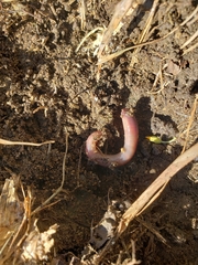 Lumbricus terrestris