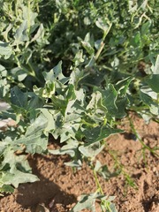 Atriplex sibirica