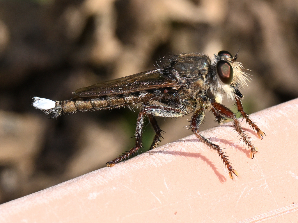 Arizona Lion Fly
