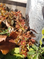 Angiospermae