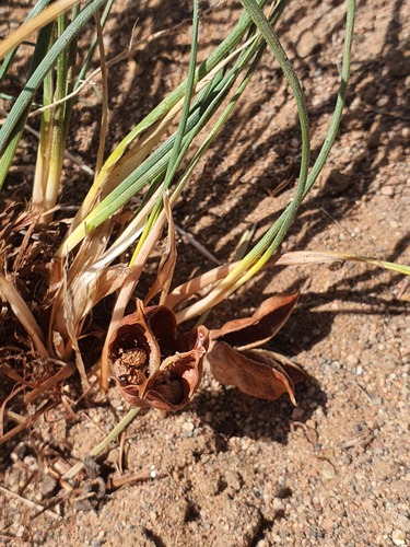 Iris tenuifolia, photograph 6