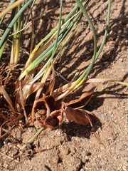 Iris tenuifolia, photograph (c) Urgamal Magsar, some rights reserved (CC BY)