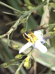 Hemerocallidoideae
