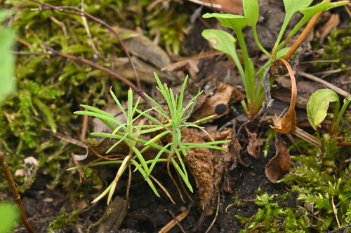 Japanese larch (Larix kaempferi)