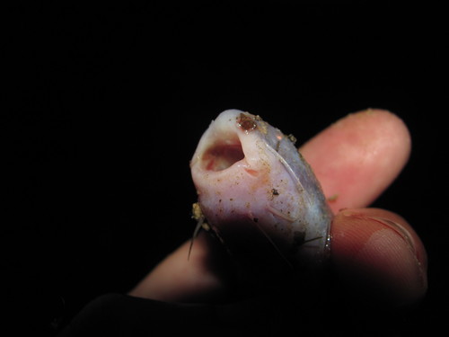 Candiru whale catfish (Cetopsis candiru) — Cetopsidae — 5