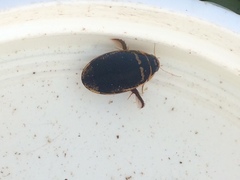 Thermonectus basillaris