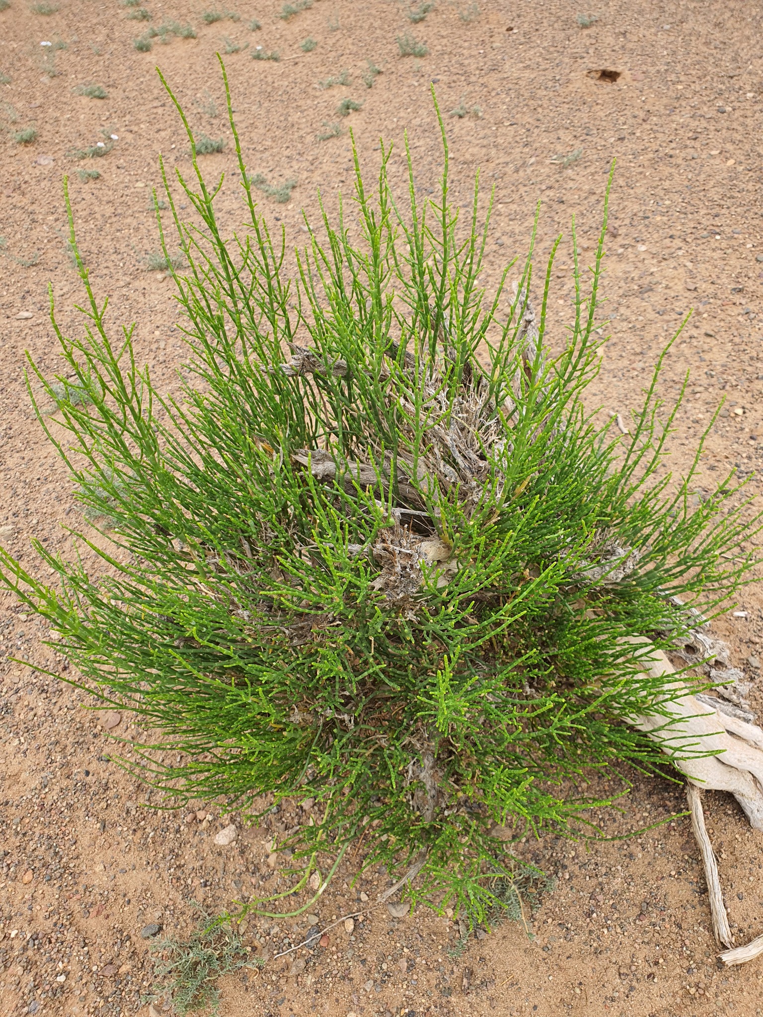 Saxaul (Haloxylon ammodendron)