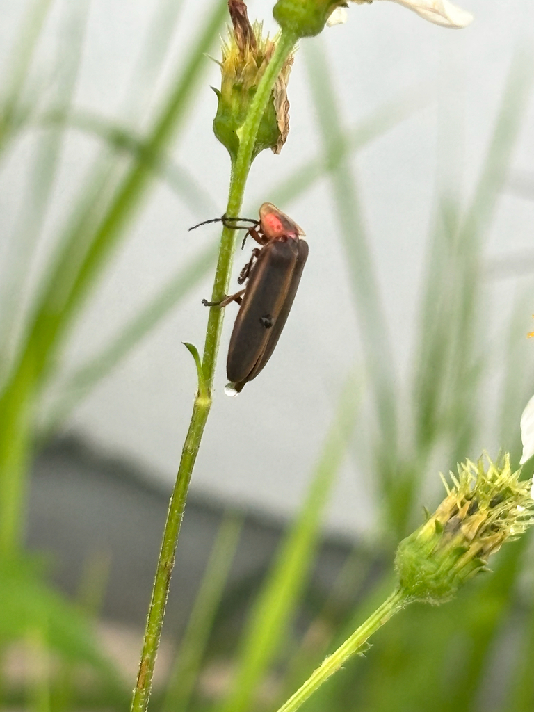 Photinus guillermodeltoroi
