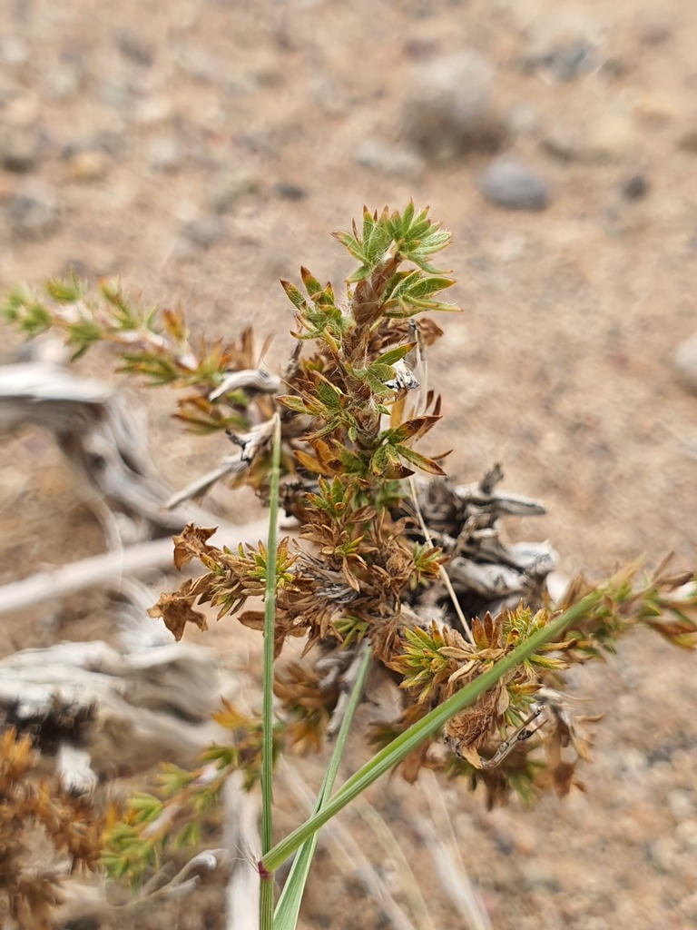 Caragana tibetica; photograph Urgamal Magsar, CC BY, iNaturalist via GBIF