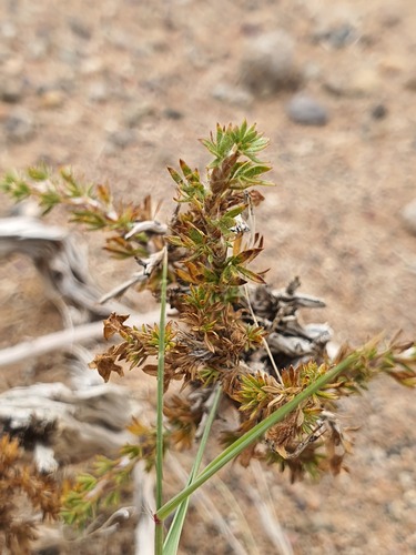 Caragana tibetica