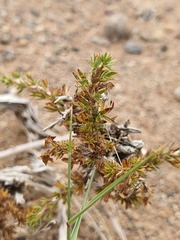 Caragana tibetica