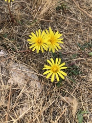 Taraxacum hybernum