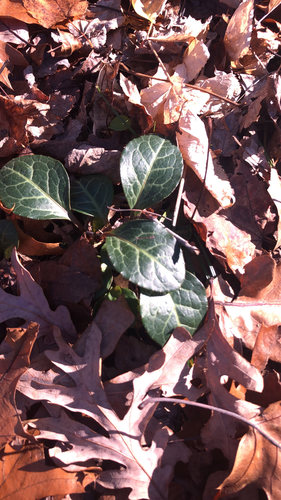 American wintergreen