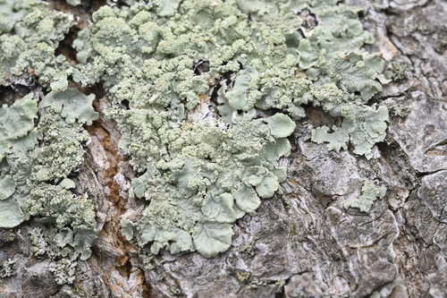 Flavoparmelia caperata