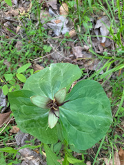 Trillium stamineum