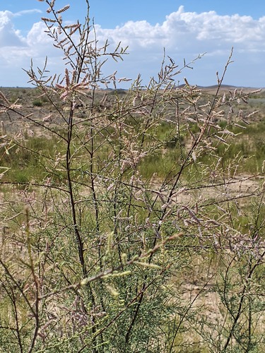 Tamarix gracilis