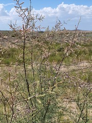 Tamarix gracilis