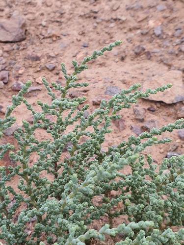 Leafy Jointed Glasswort (Kalidium foliatum)