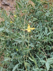 Clematis intricata