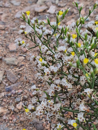 bicolored sea lavender (Limonium bicolor)