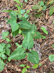 Trillium stamineum