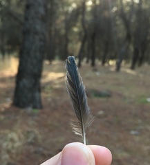 Hirundo rustica rustica