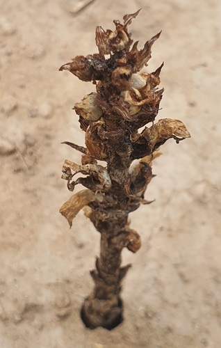 Bluish broomrape (Orobanche coerulescens)