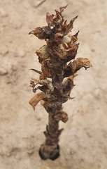 Orobanche coerulescens, photograph (c) Urgamal Magsar, some rights reserved (CC BY)