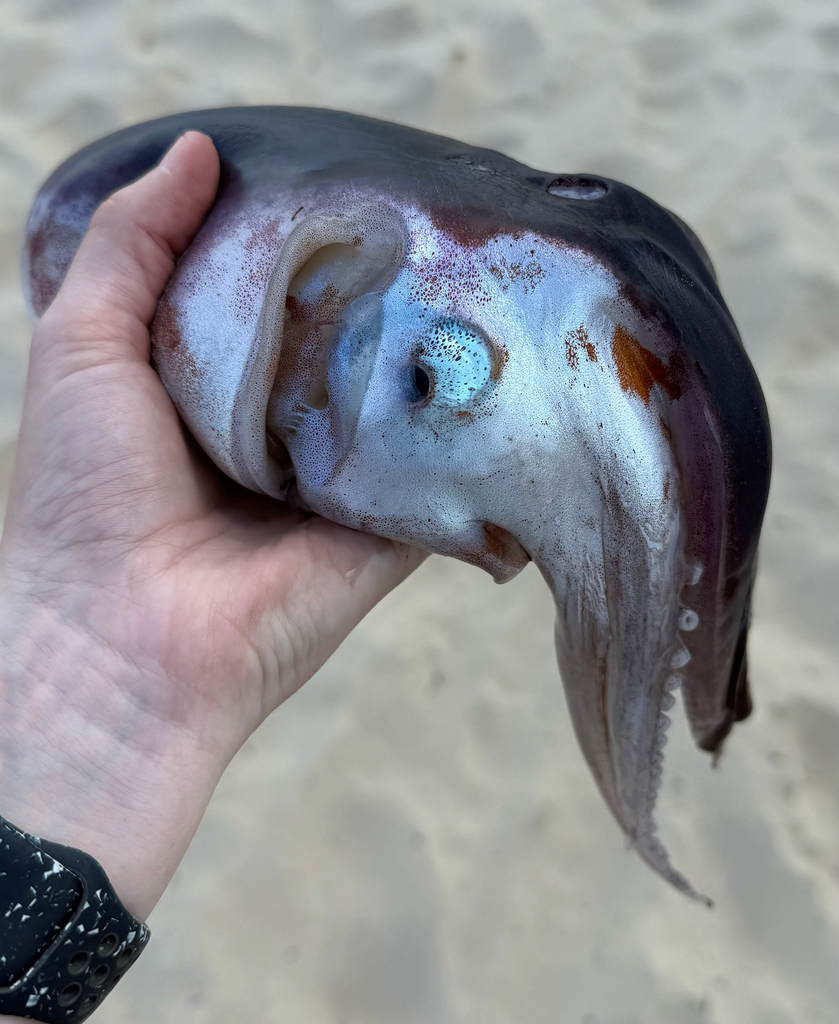 Common Blanket Octopus