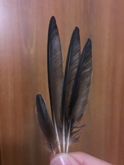 Hirundo rustica rustica
