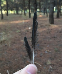 Hirundo rustica rustica