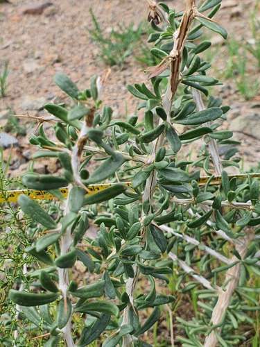 Lycium ruthenicum (Lycium ruthenicum)