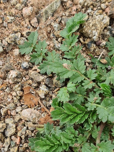 Potentilla desertorum, photograph 1
