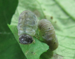 Aglaostigma nebulosum