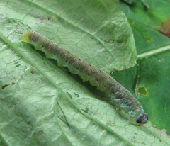 Aglaostigma nebulosum
