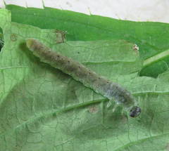 Aglaostigma nebulosum