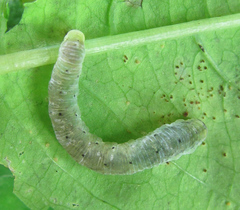 Aglaostigma nebulosum