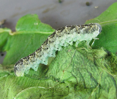 Aglaostigma nebulosum