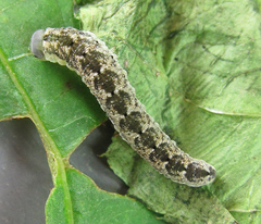 Aglaostigma nebulosum