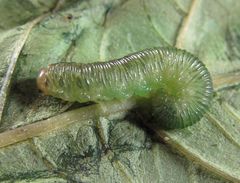 Aglaostigma nebulosum