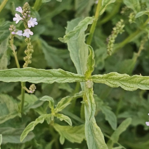 Common vervain