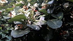 Magnoliopsida