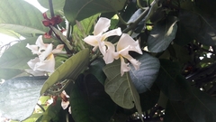 Magnoliopsida