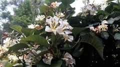Magnoliopsida