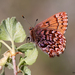 Callophrys eryphon - Photo (c) Ryan Shaw, alguns direitos reservados (CC BY-NC), uploaded by Ryan Shaw