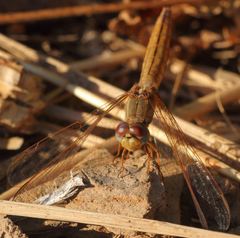 Crocothemis