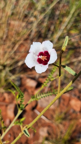 Hibiscus leptocladus, 2025-08-26