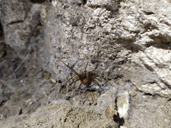 Loxosceles yucatana