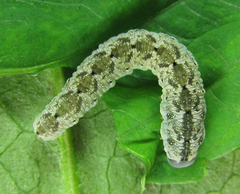 Aglaostigma nebulosum